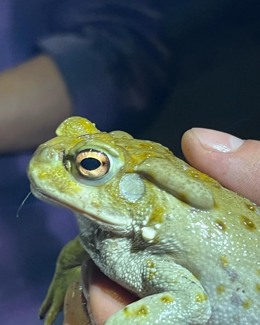 Integration: A Free How-to Guide