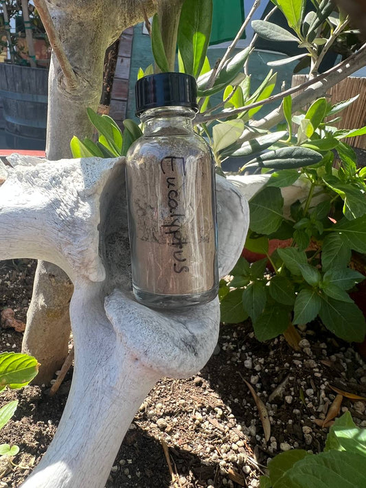 Eucalyptus Hapé